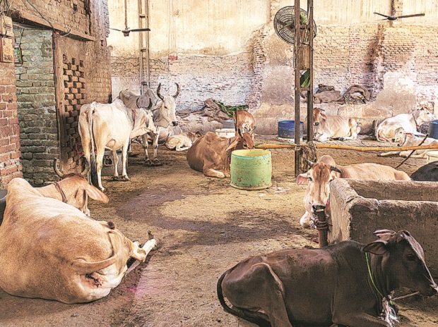 Budget 2018: Animal rights body wants funds for cow shelters, grazing land